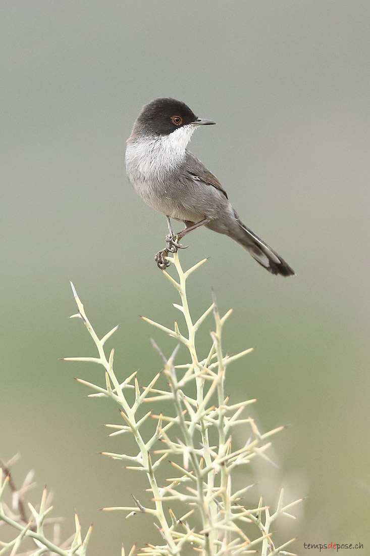 Fauvette mlanocphale - (Sardinian Warbler)