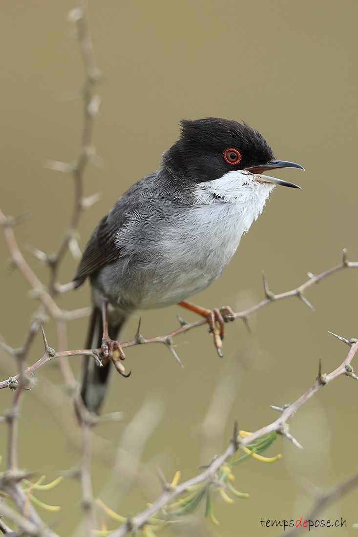Fauvette mlanocphale - (Curruca melanocephala)