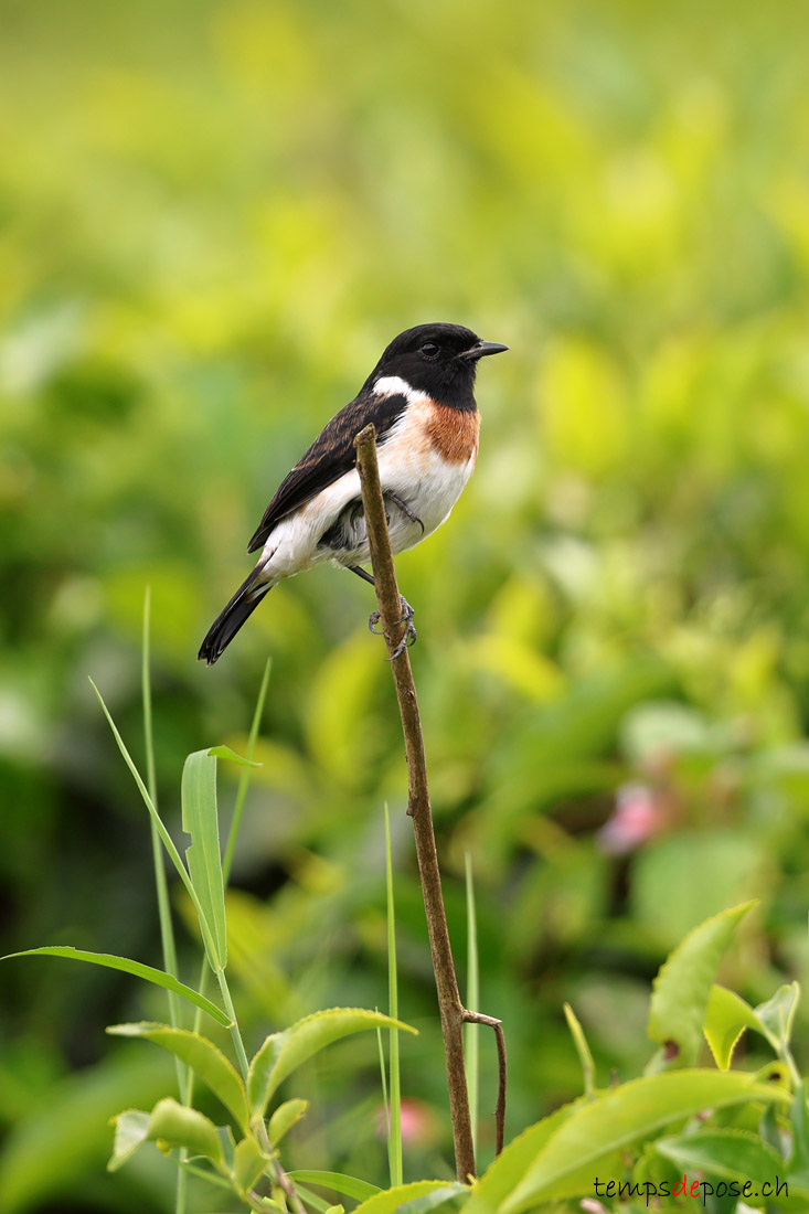 Tarier africain - (Saxicola torquatus)