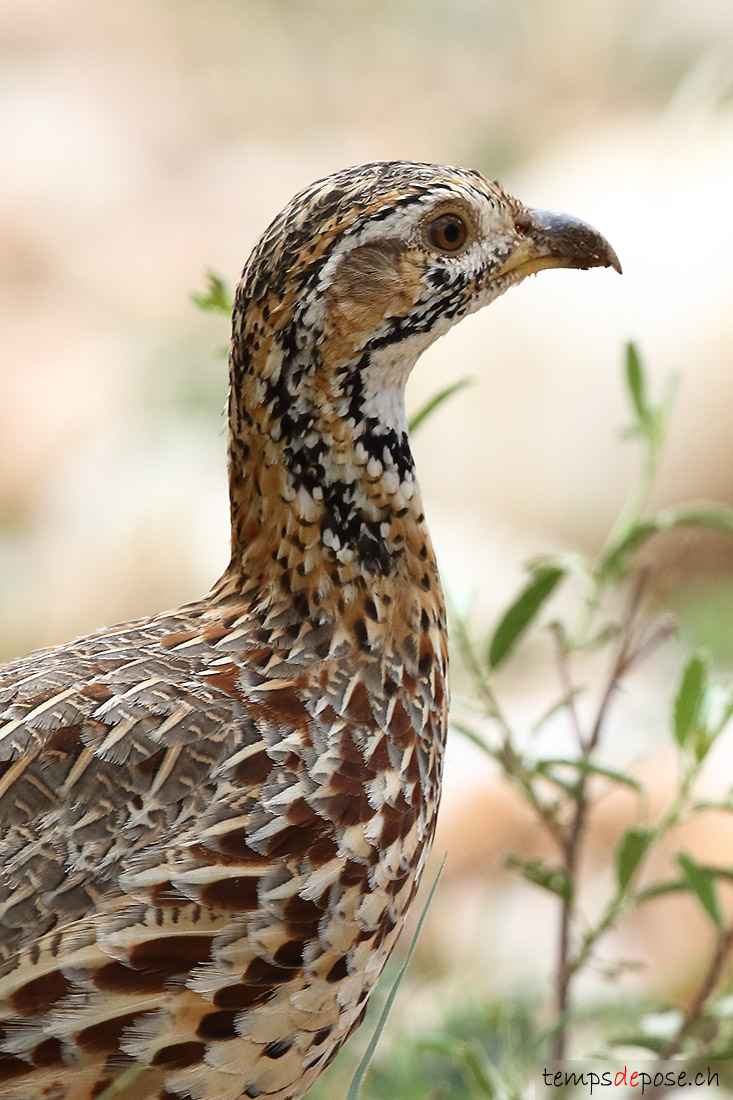 Francolin de Shelley - (Scleroptila shelleyi)
