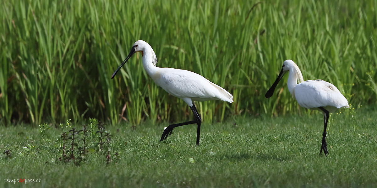 Spatule blanche - (Eurasian Spoonbill)