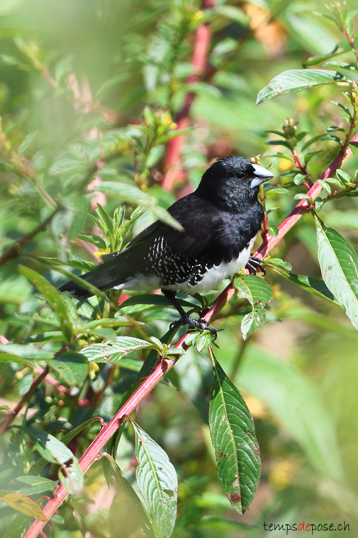 Capucin bicolore - (Spermestes bicolor)