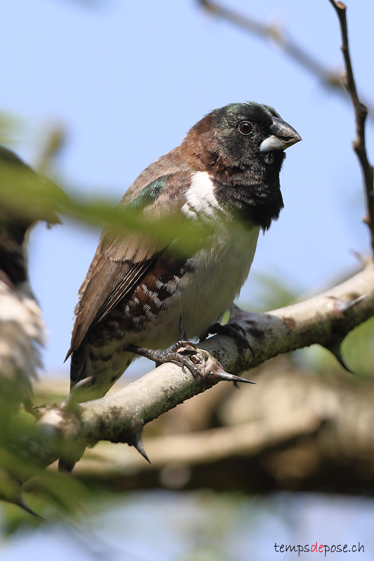 Capucin nonnette - (Spermestes cucullata)