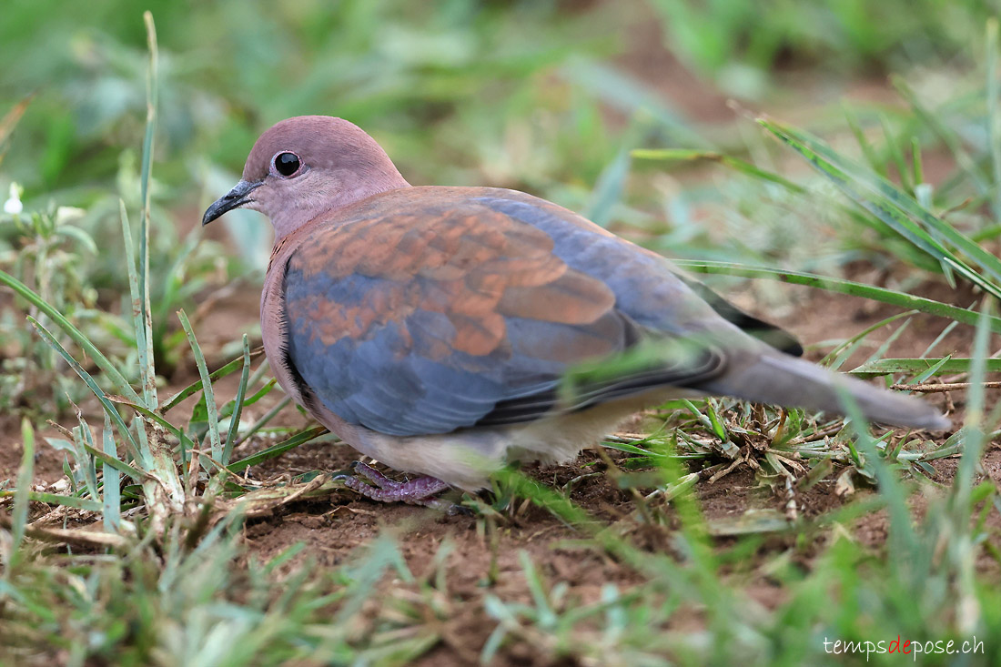 Tourterelle maille - (Spilopelia senegalensis)