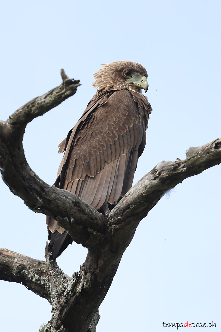 Bateleur des savanes - (Terathopius ecaudatus)