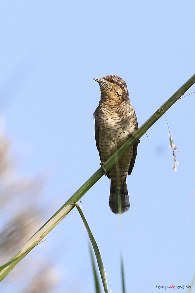 Torcol fourmilier - (Eurasian Wryneck)