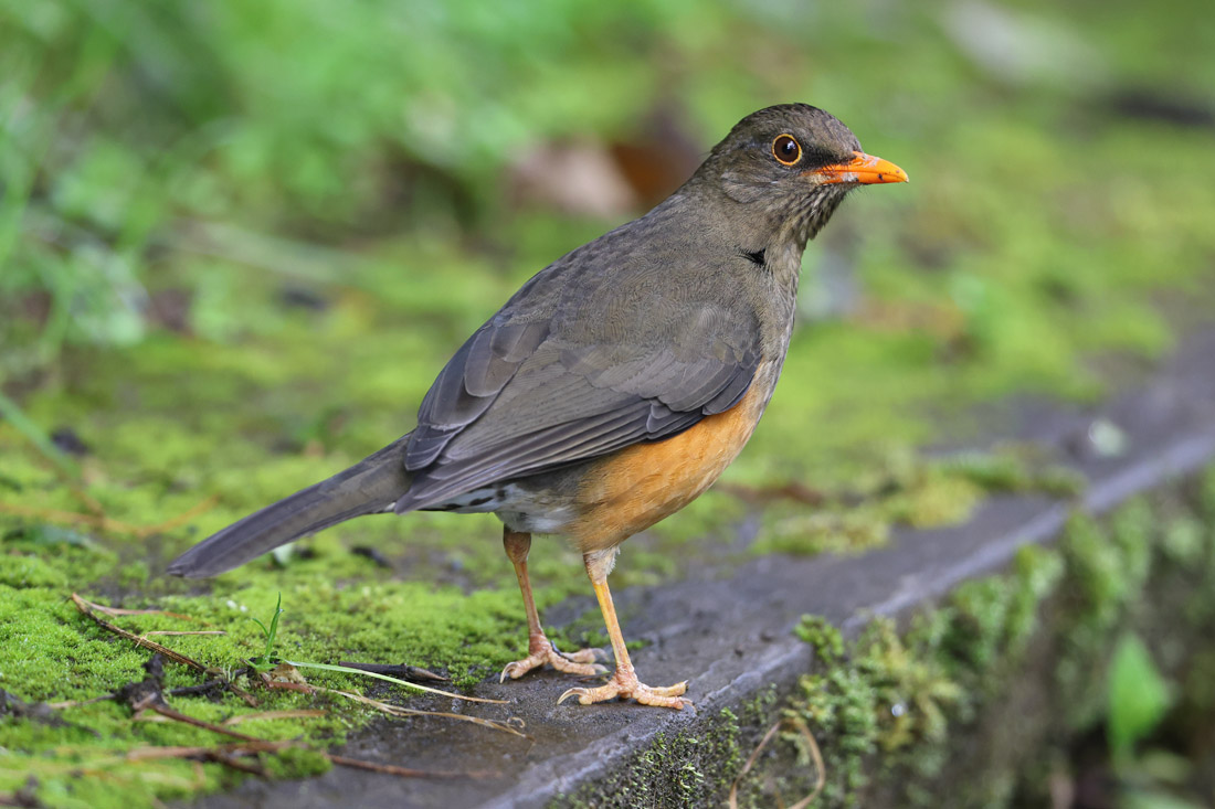 Merle abyssinien - (Turdus abyssinicus)