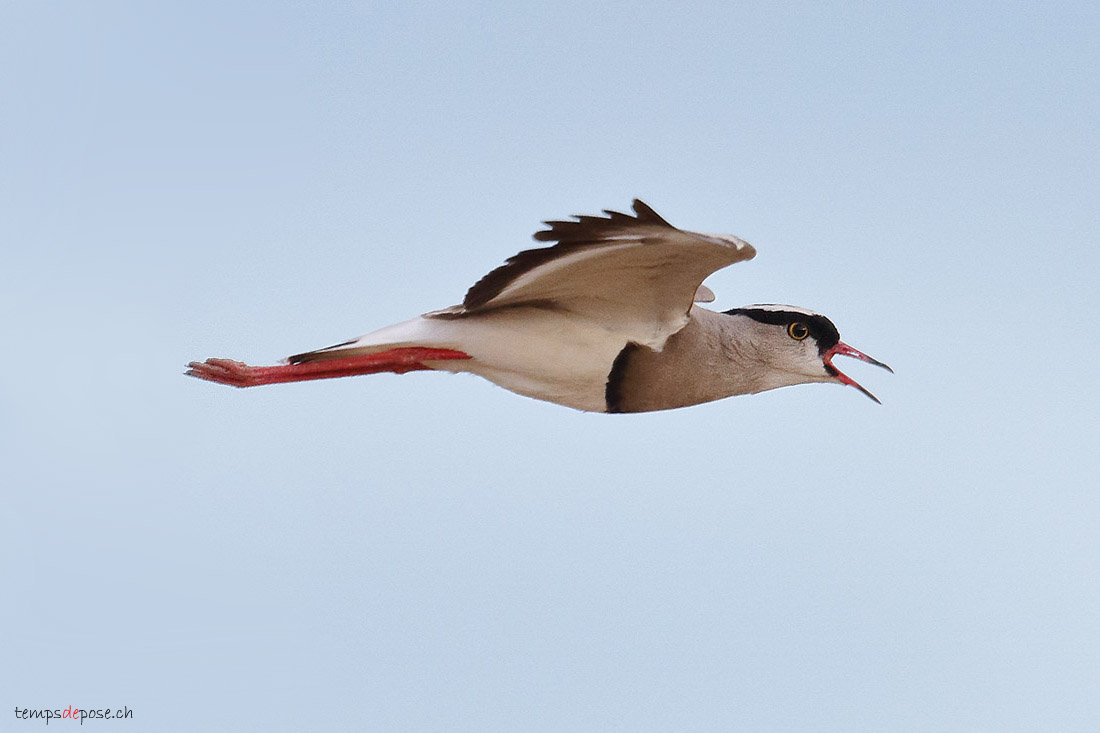 Vanneau couronn - (Crowned Lapwing)