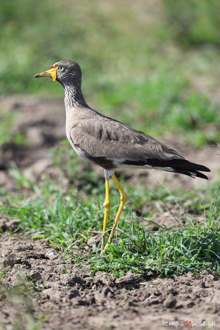 Vanneau du Sngal - (Vanellus senegallus)