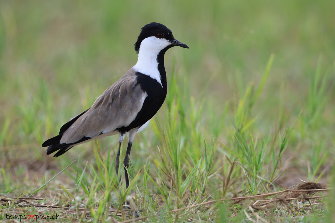 Vanneau  perons - (Vanellus spinosus)