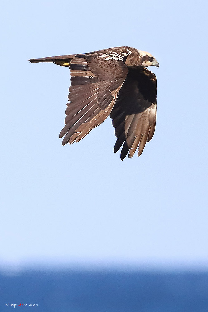 Busard des roseaux - (Western Marsh Harrier)