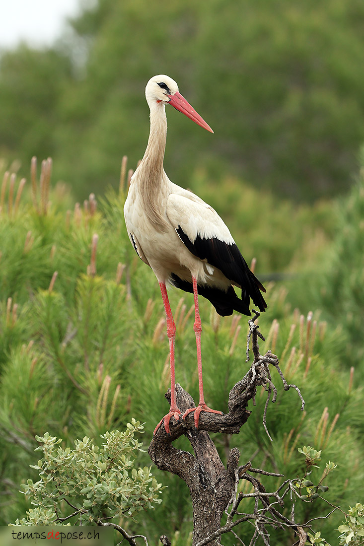 Cigogne blanche - (Ciconia ciconia)
