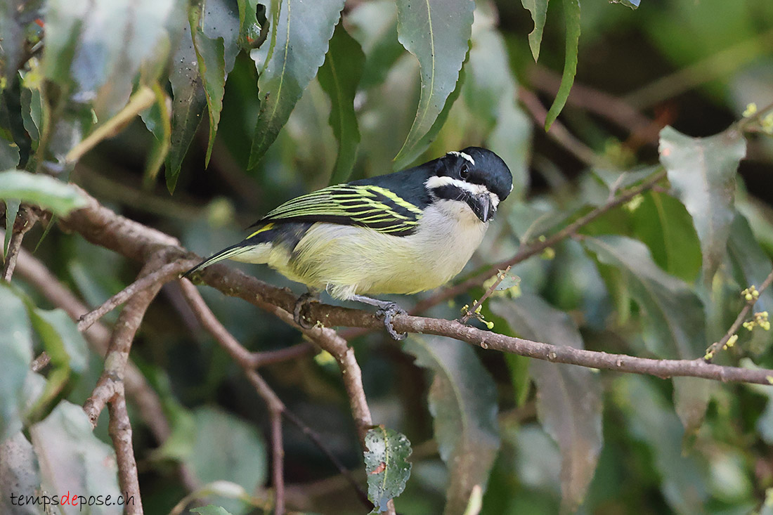 Barbion  croupion jaune - (Pogoniulus bilineatus)