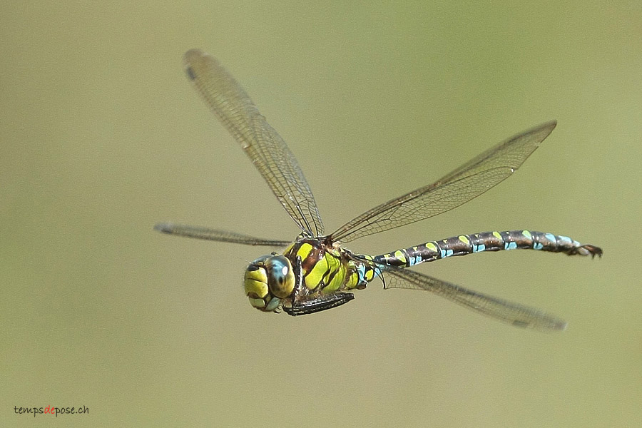 Aeschne Bleue