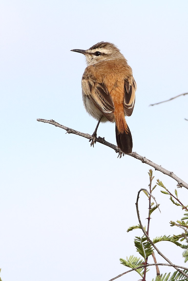 Agrobate du Kalahari - (Kalahari Scrub Robin)