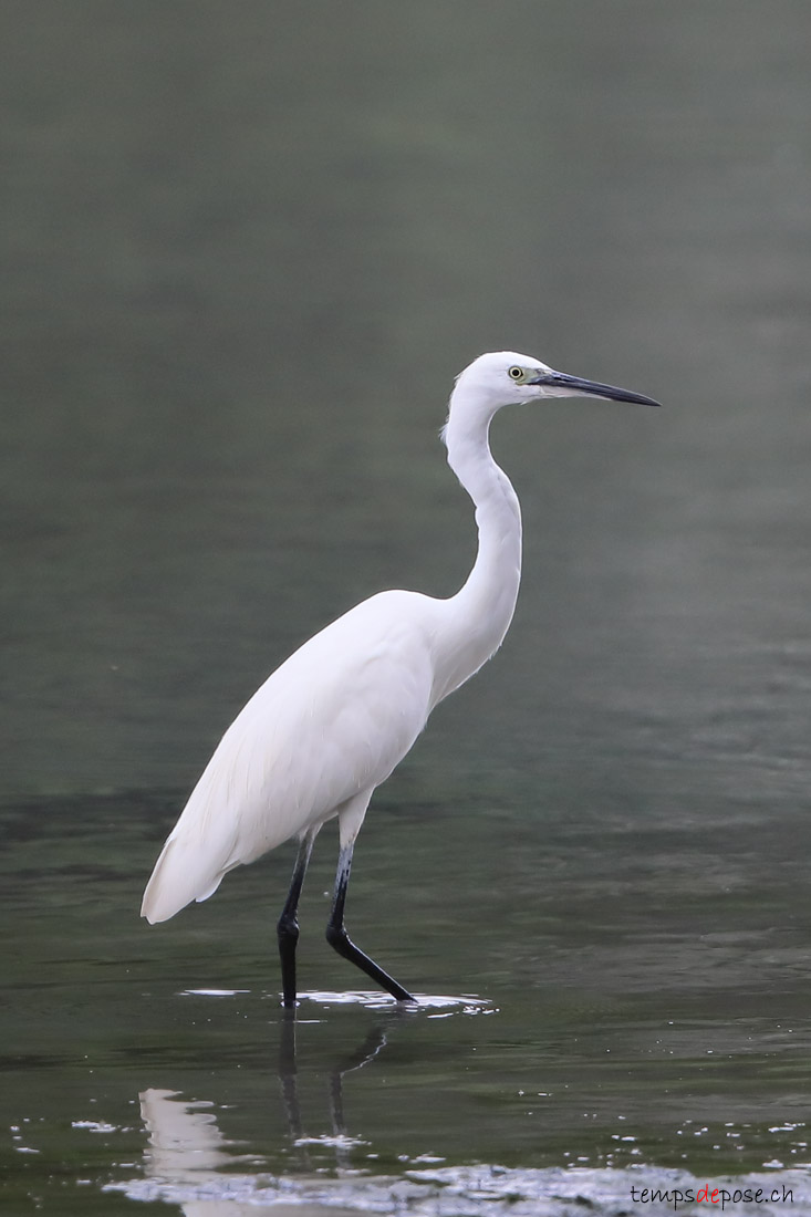 Aigrette garzette - (Little Egret)