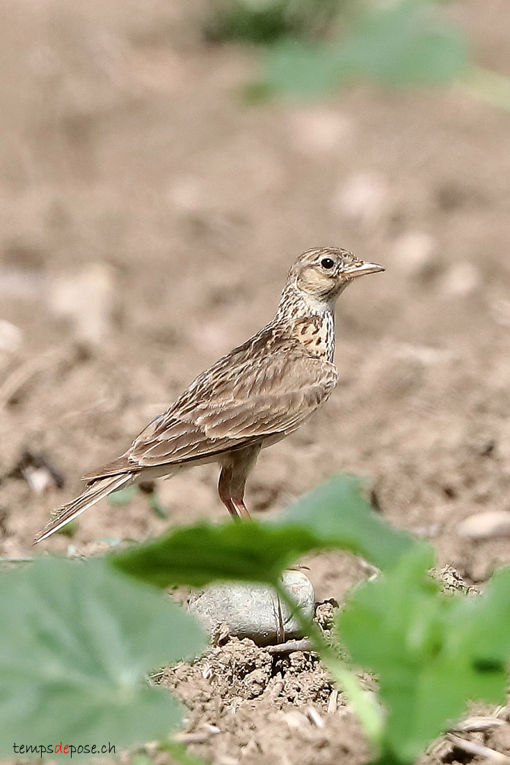 Alouette des champs - (Eurasian Skylark)