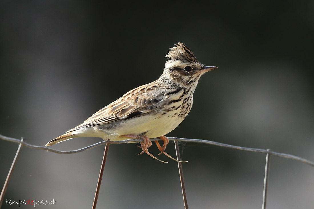 Alouette lulu - (Lullula arborea)