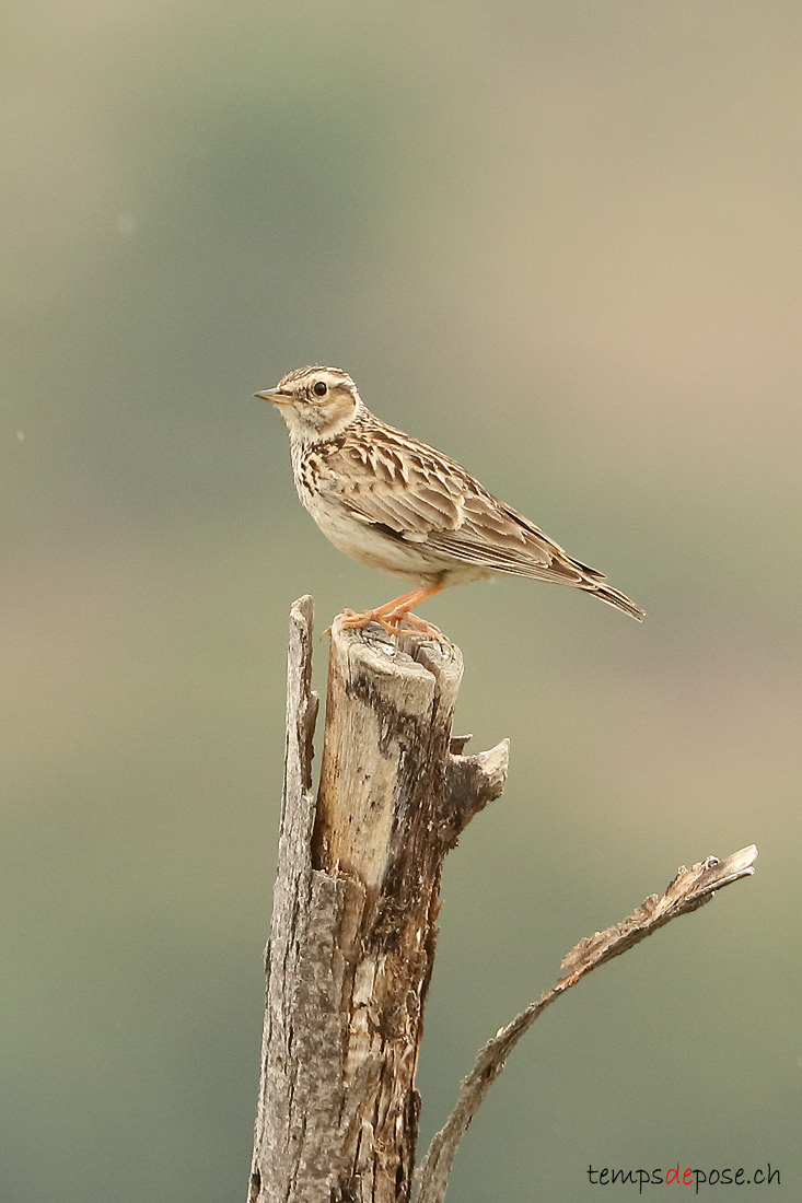 Alouette lulu - (Lullula arborea)