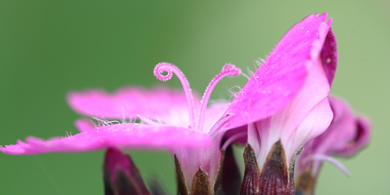 Fleur