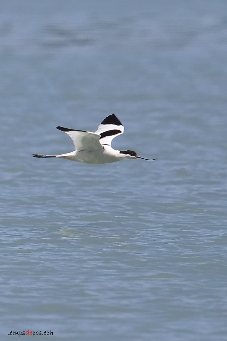 Avocette lgante - (Pied Avocet)