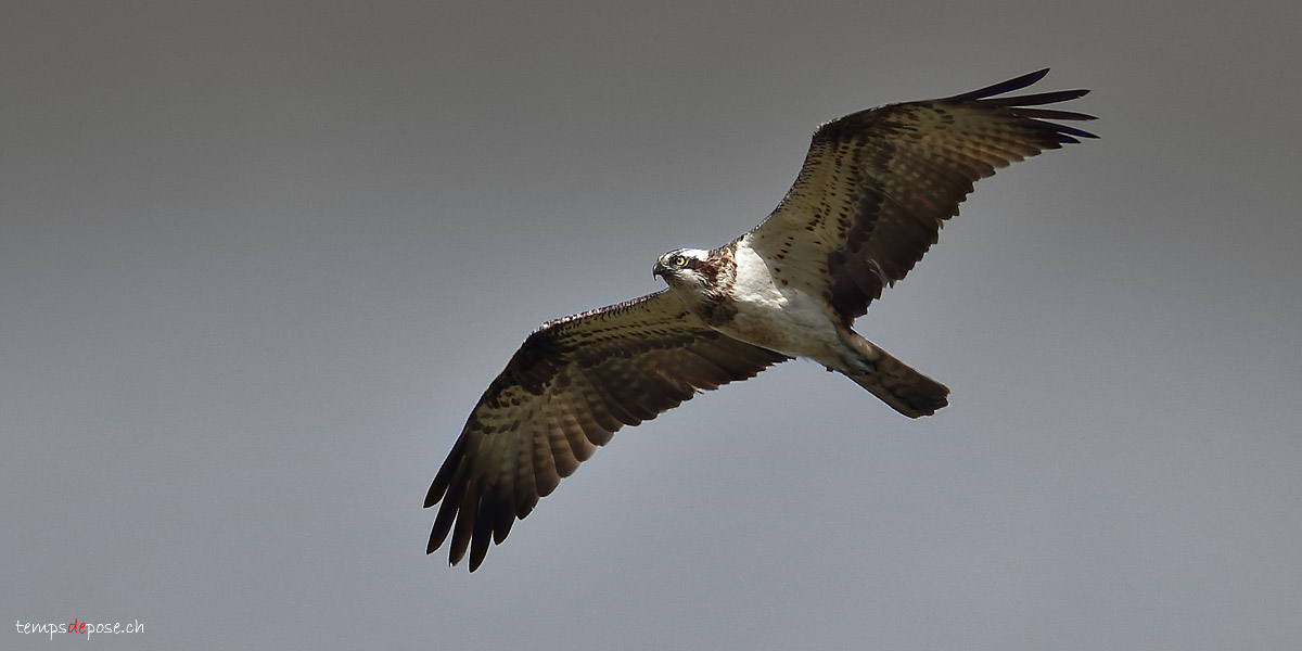 Balbuzard Pcheur - (Osprey)