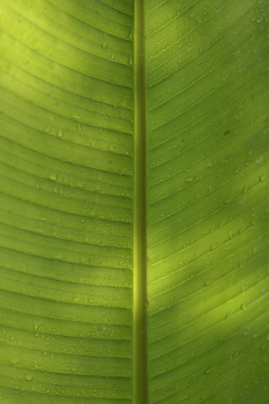 Feuille de bananier