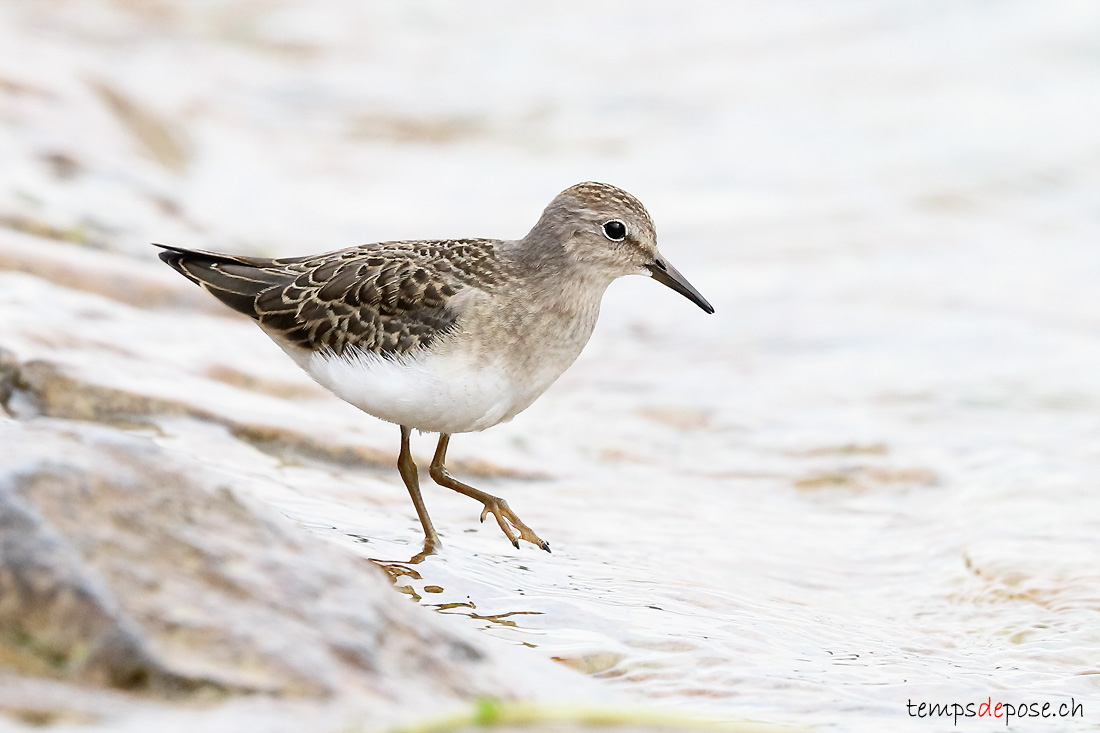 Bcasseau de Temminck - (Calidris temminckii)