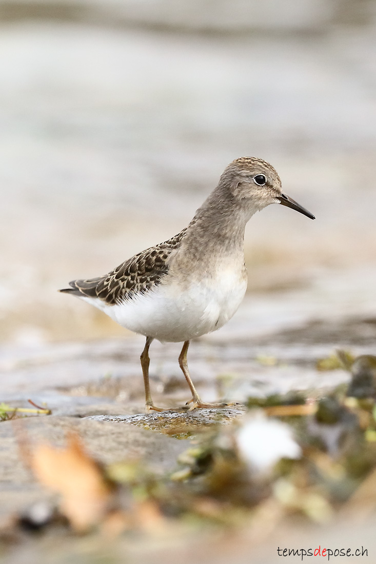 Bcasseau de Temminck - (Calidris temminckii)