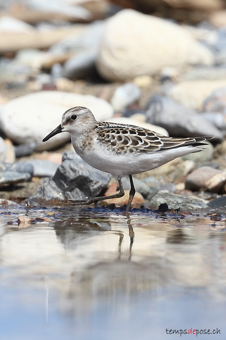 Bcasseau minute - (Calidris minuta)