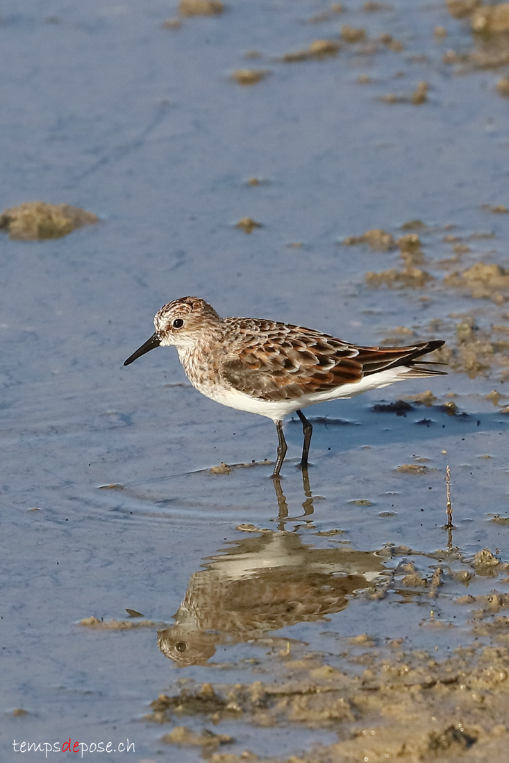 Bcasseau minute - (Calidris minuta)