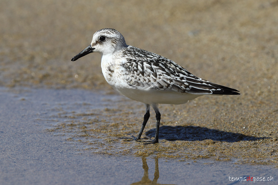 Bcasseau sanderling - (Calidris alba)