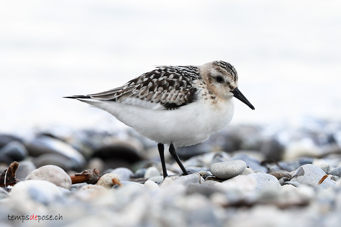 Bcasseau sanderling - (Calidris alba)