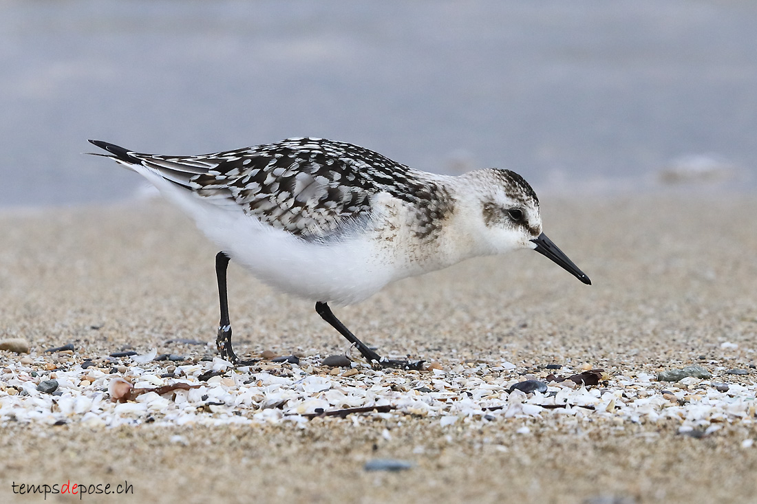 Bcasseau sanderling - (Calidris alba)