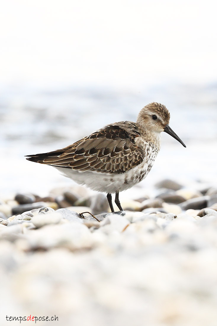 Bcasseau variable - (Calidris alpina)