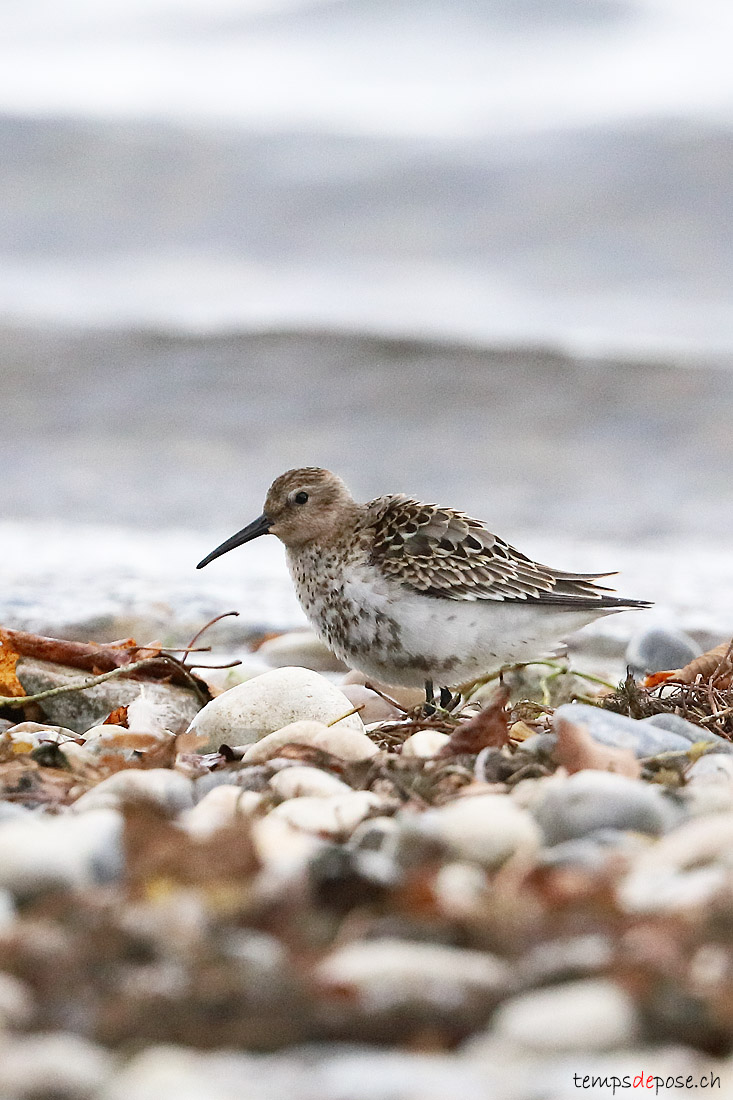 Bcasseau variable - (Calidris alpina)