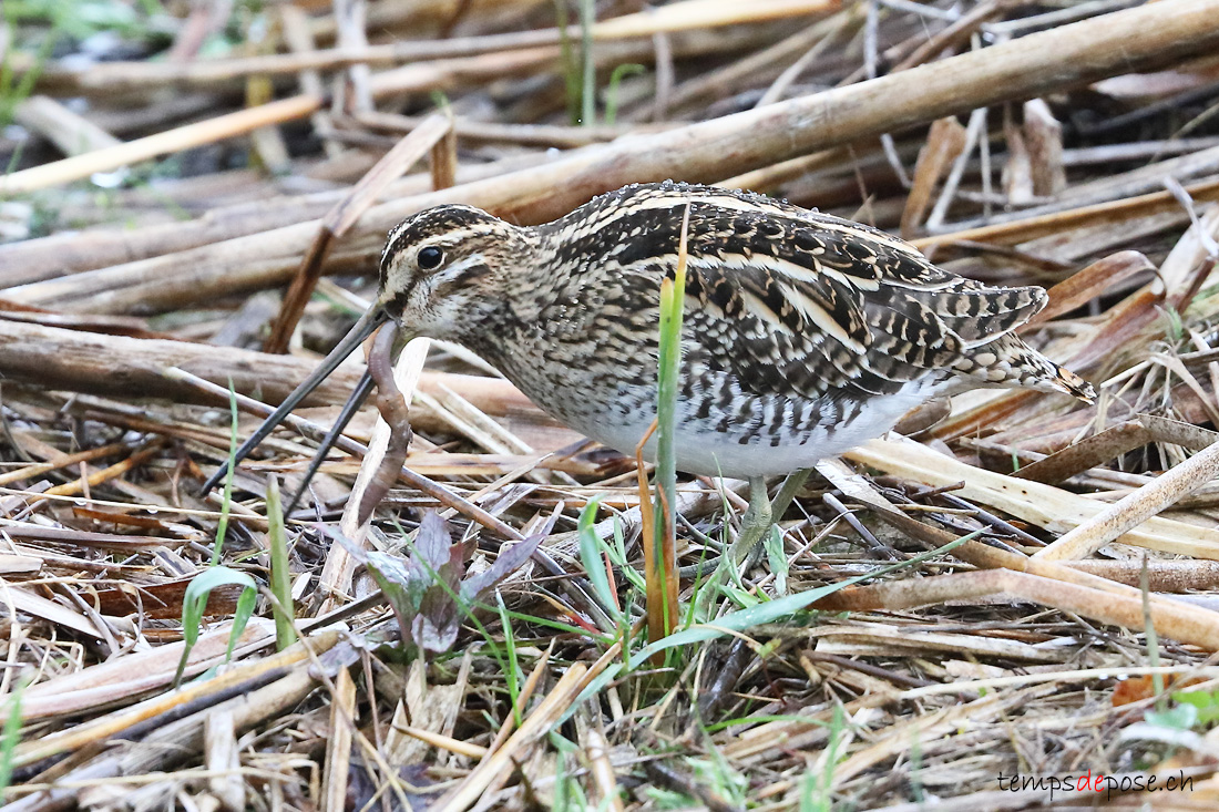 Bcassine des marais - (Gallinago gallinago)