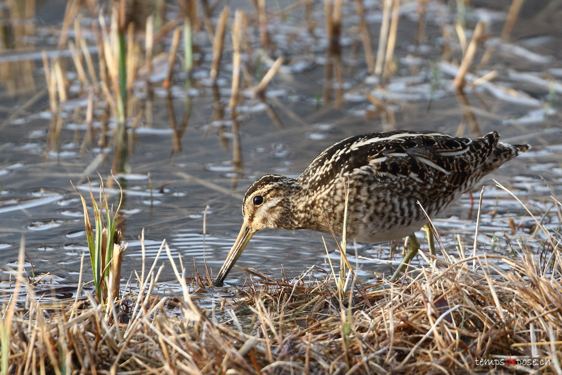 Bcassine des marais - (Common Snipe)