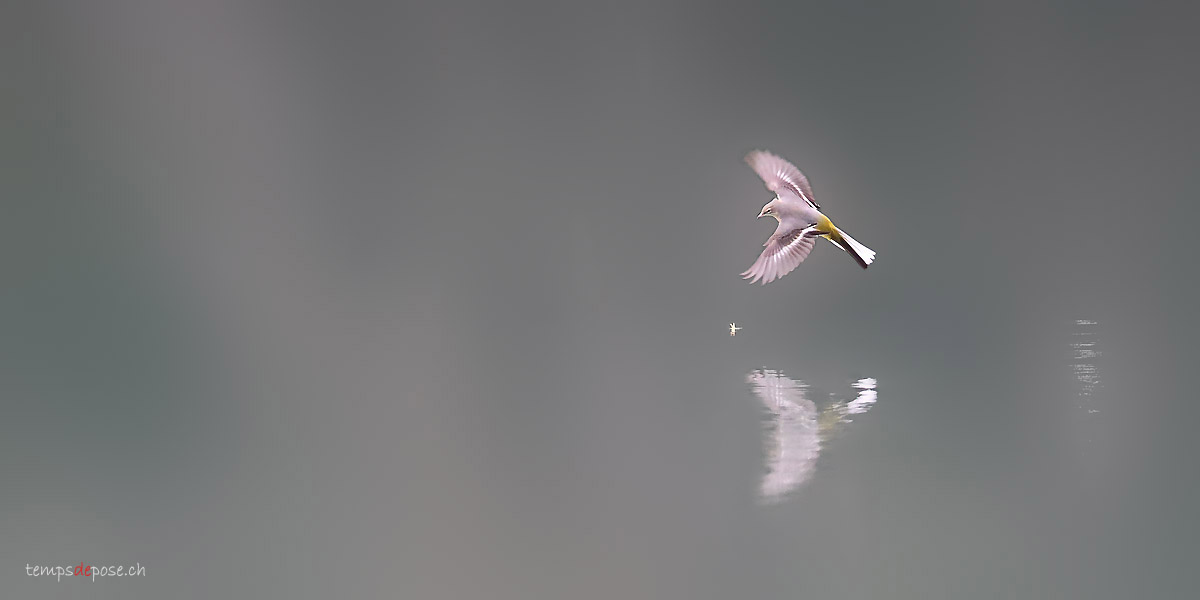 Bergeronnette des ruisseaux (Grey Wagtail)