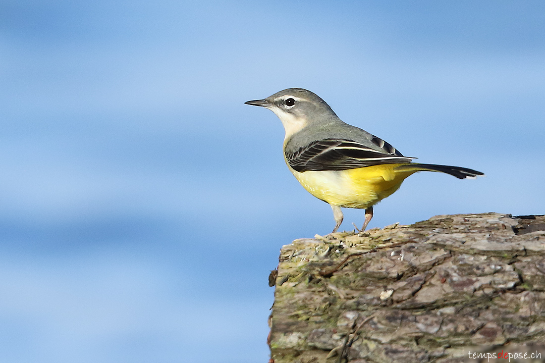 Bergeronnette des ruisseaux - (Motacilla cinerea)