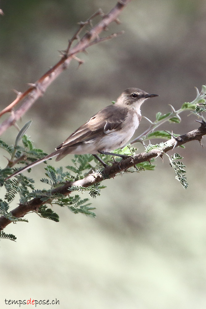 Bergeronnette du Cap - (Motacilla capensis)