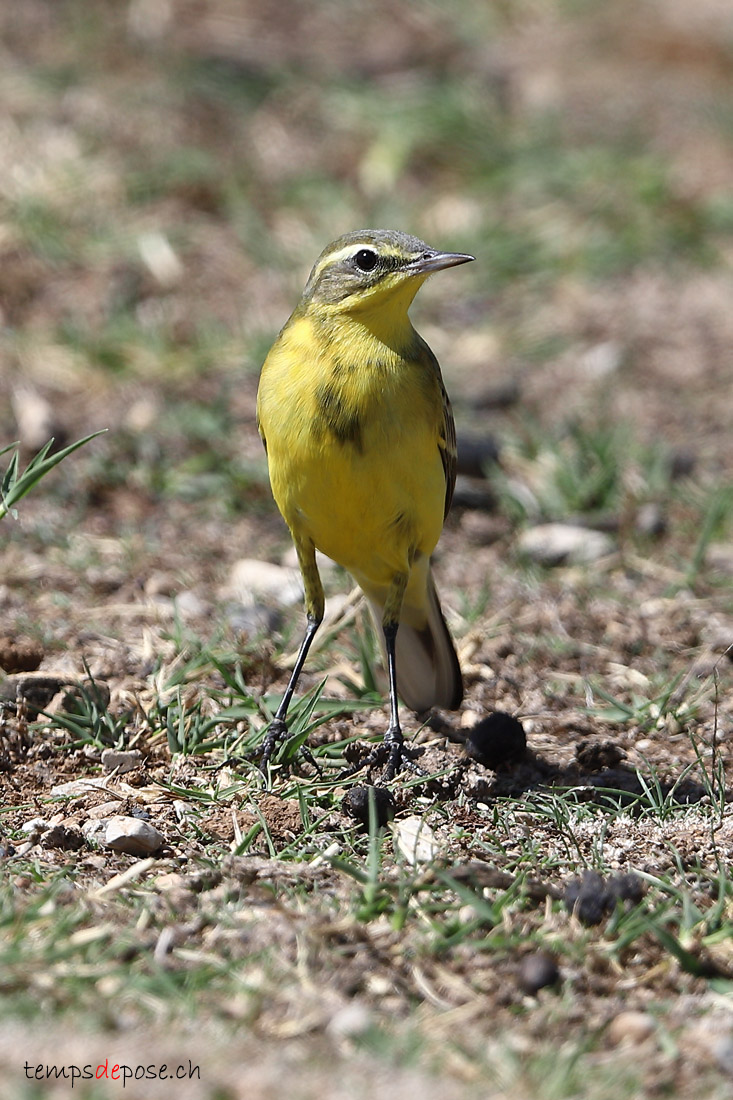 Bergeronnette printanire - (Motacilla flava)