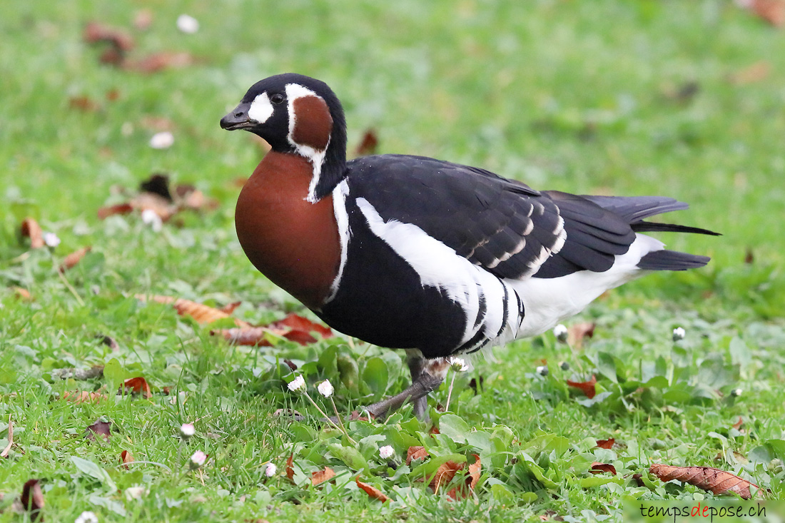 Bernache  cou roux - (Branta ruficollis)