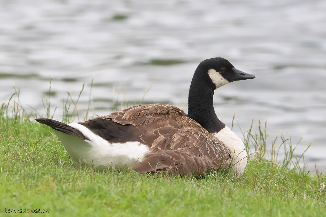 Bernache du Canada - (Canada Goose)