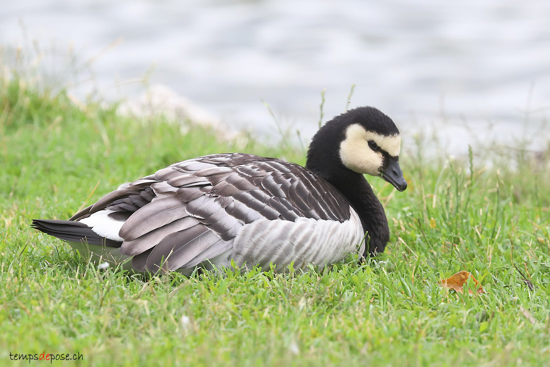 Bernache nonnette - (Barnacle Goose)