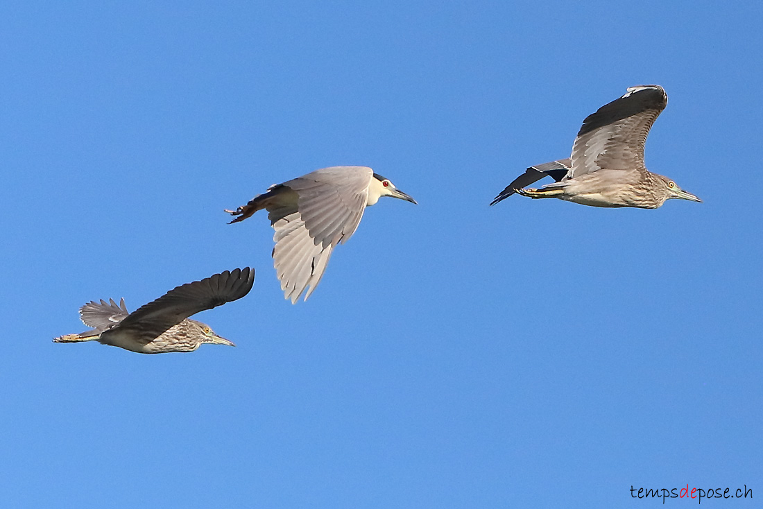 Bihoreau gris - (Nycticorax nycticorax)