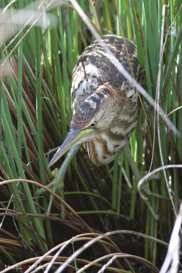 Blongios Nain (Little Bittern)