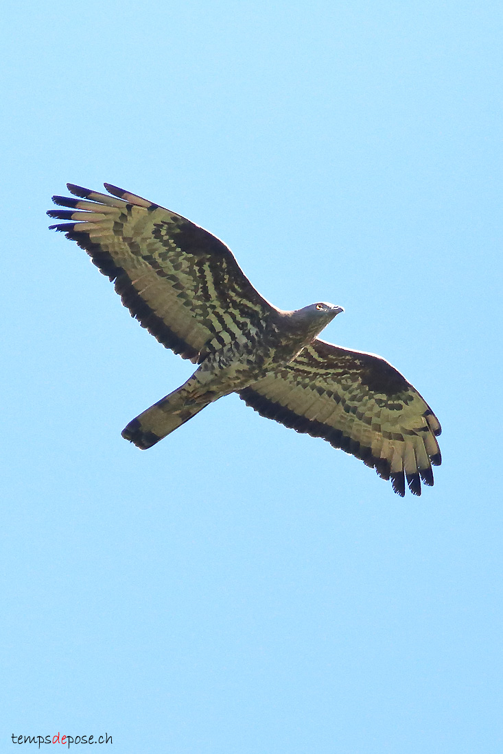 Bondre apivore - (Pernis apivorus)