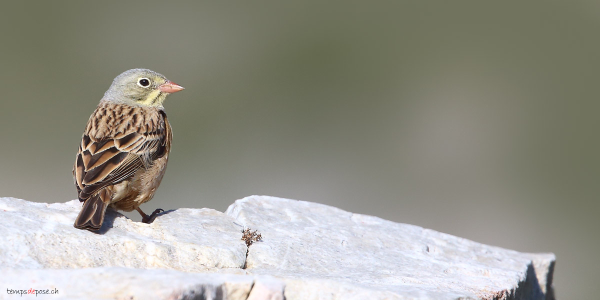 Bruant cendrillard - (Cretzschmar's Bunting)