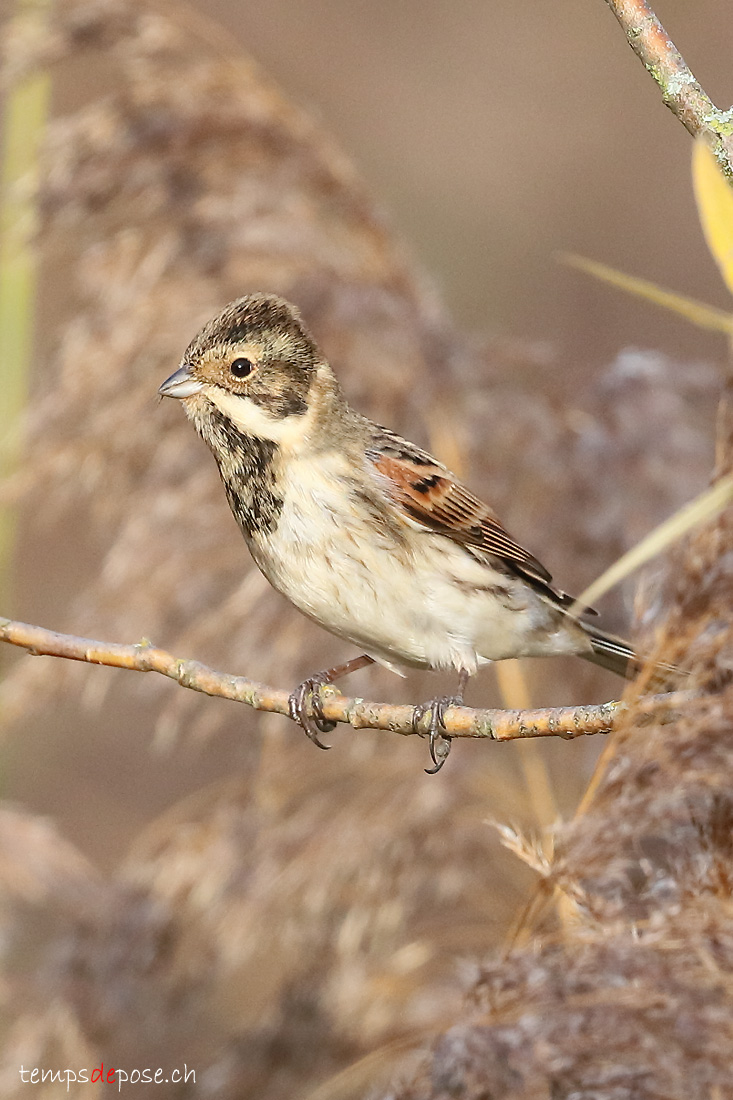 Bruant des roseaux - (Emberiza schoeniclus)